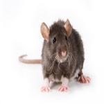 Rodent Treatment Extermination of Rats Brisbane Brisbane
